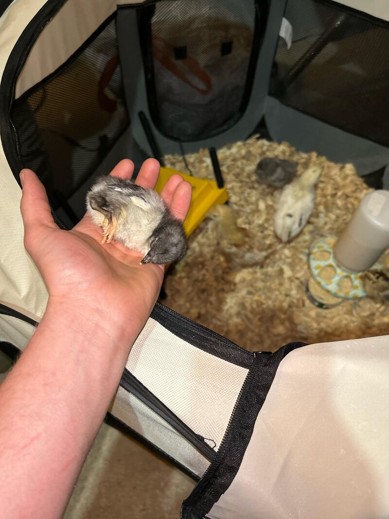 Is my chick a goner?