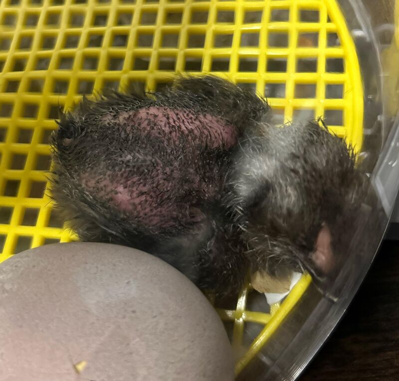 Can someone tell me what’s up with this chick?? Why are its feathers little round balls?