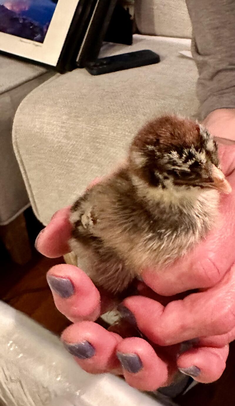 Extra chicks with order, ID help please