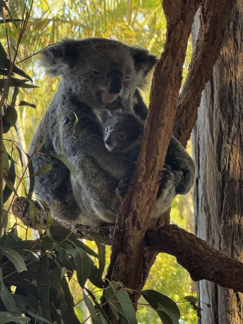 Was lucky enough to see this mama koala at the zoo!