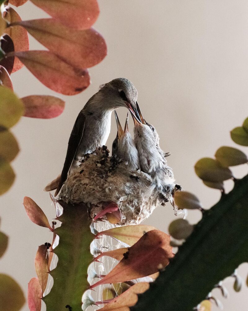 a Day or Two Before Flying - Anna's Hummingbird