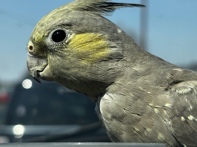 Is there any alternative for cleaning products that isn’t vinegar??