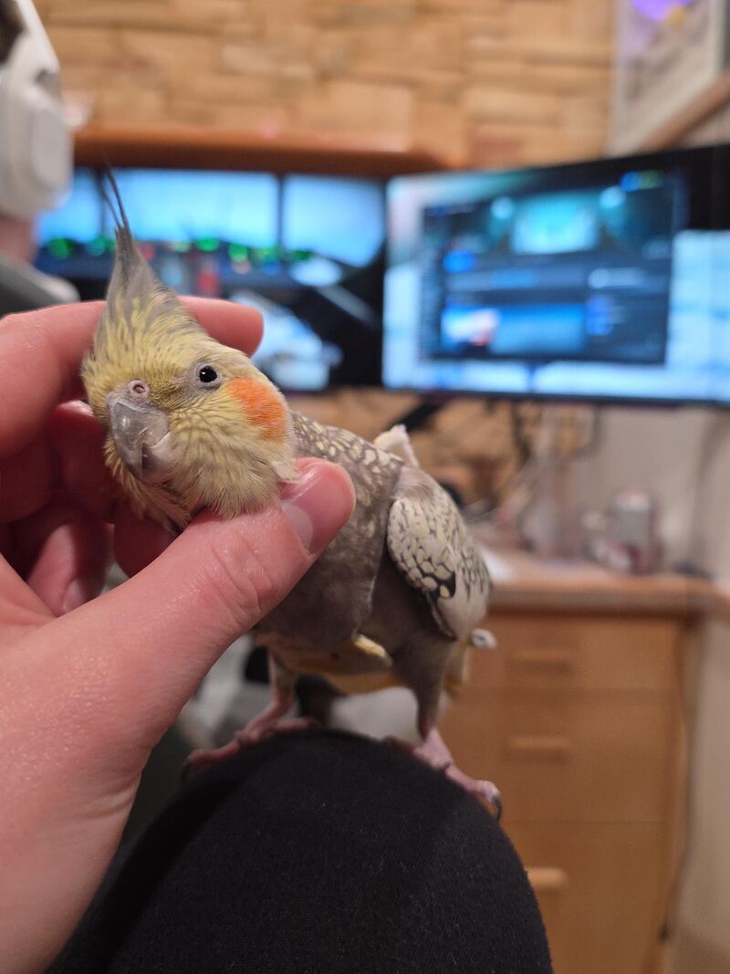 Is a 5g weight difference in a 98g cockatiel concerning. I've been transitioning her to pellets.