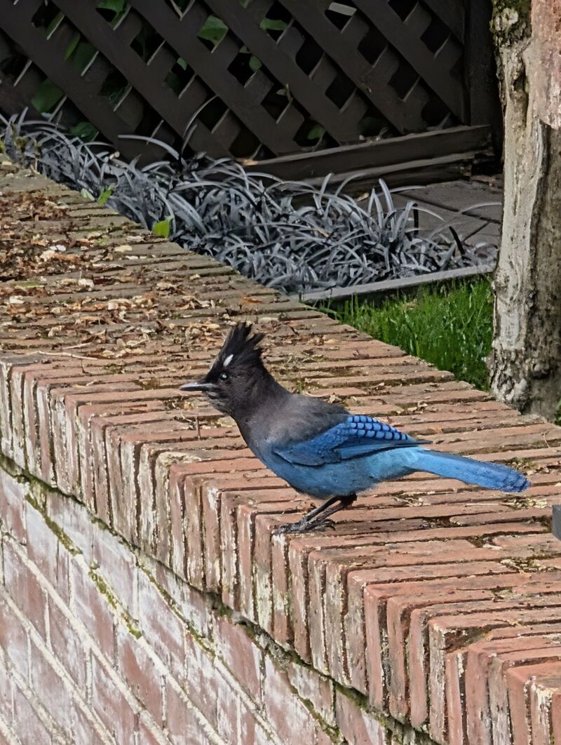 My first Steller's Jay! Such cool birds. Portland, OR