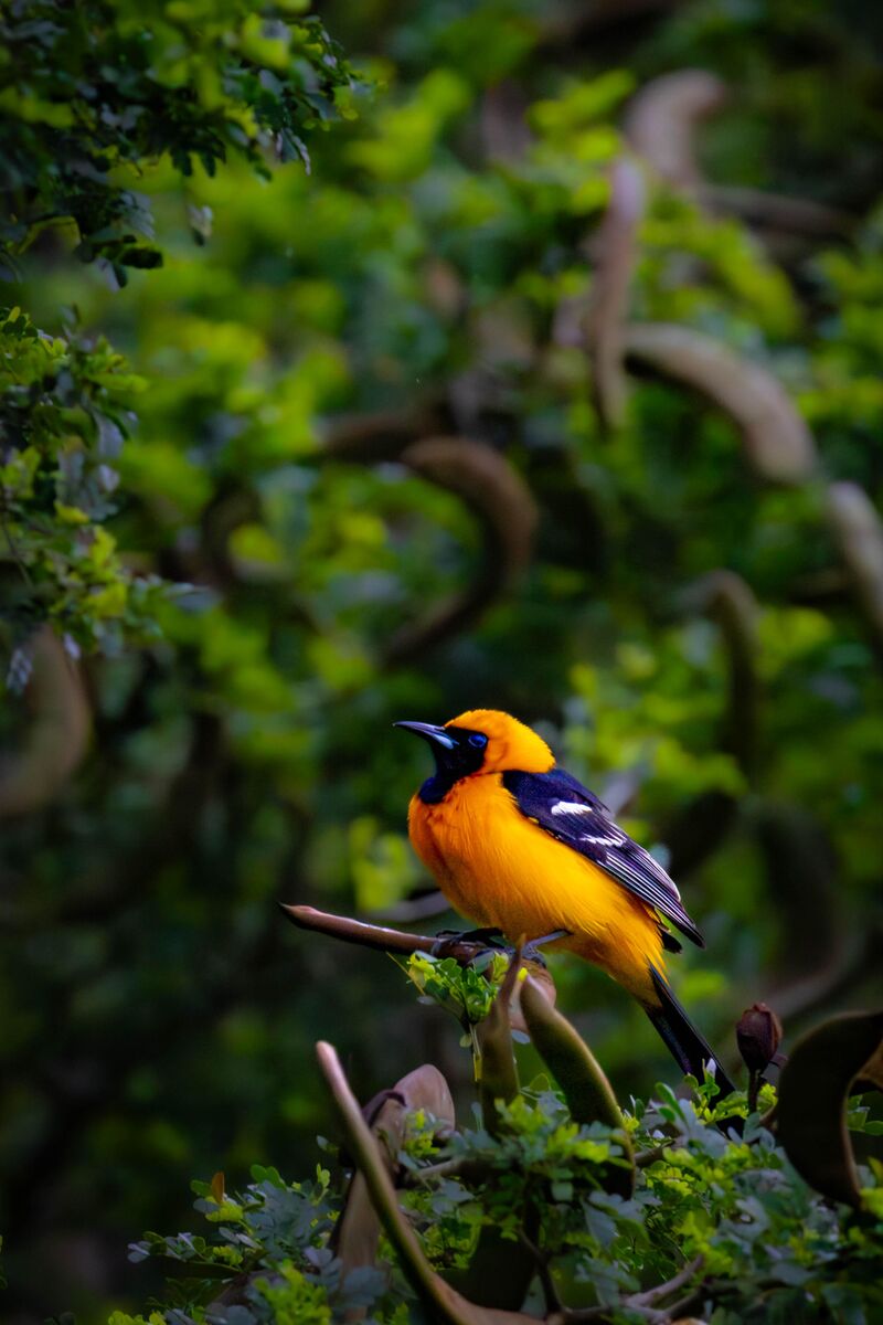 Hooded Oriole