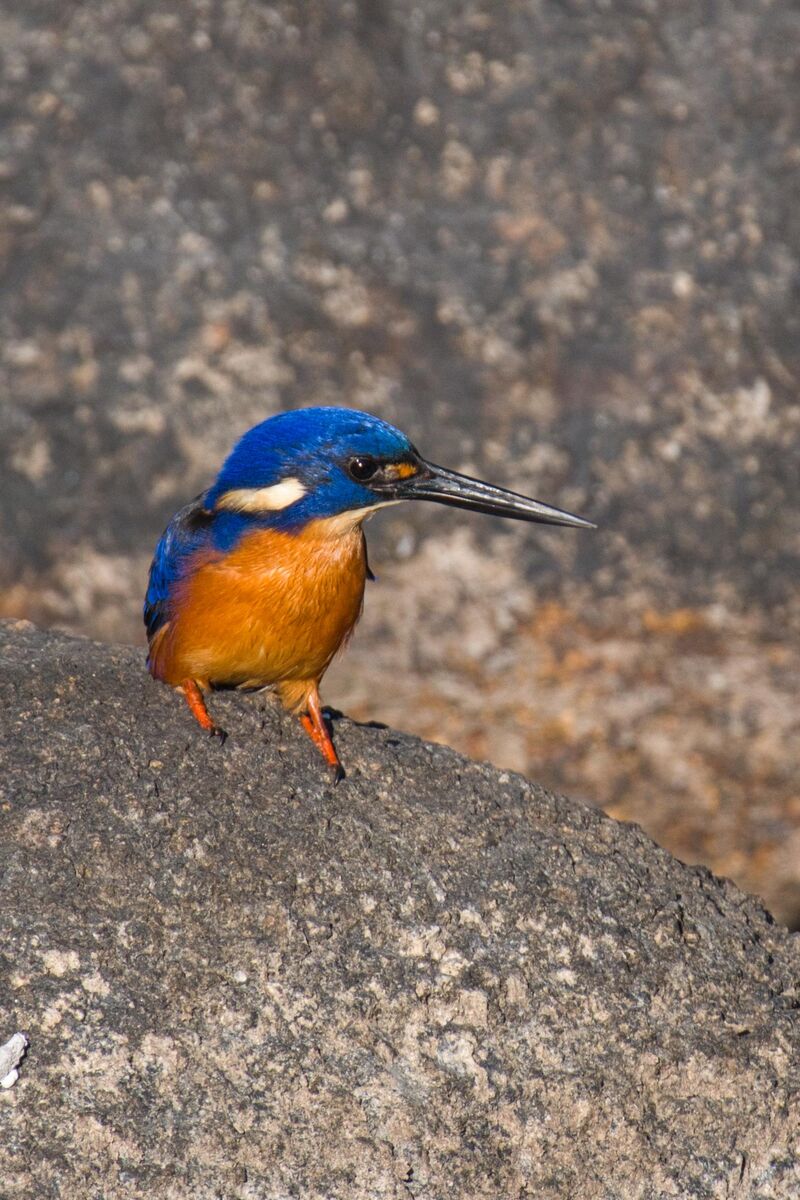 Azure Kingfisher happy to pose for me.
