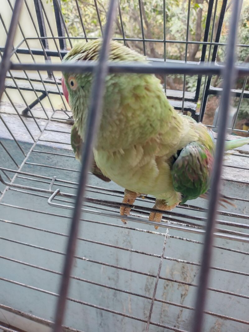 So my alexander parakeet is shaking continuously with her eyes closed and has put her wings alongside her body