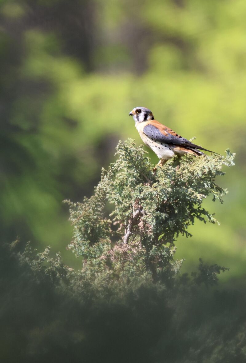 Kestrel!!! I was so stoked to catch this