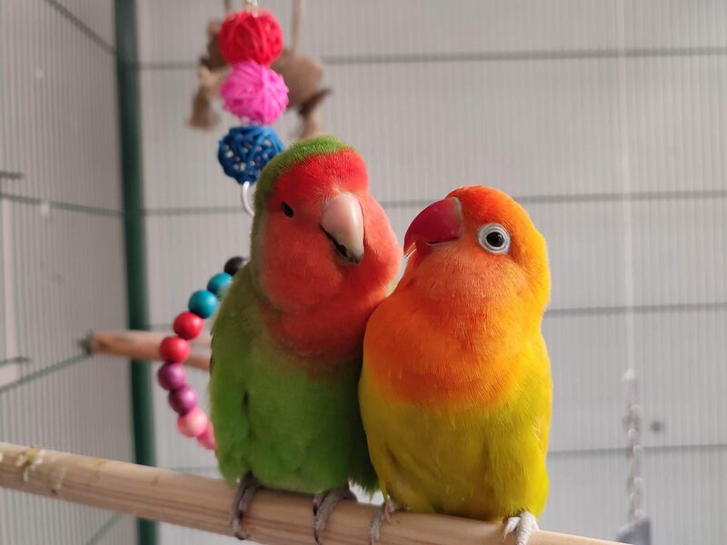 Need help with grieving bird