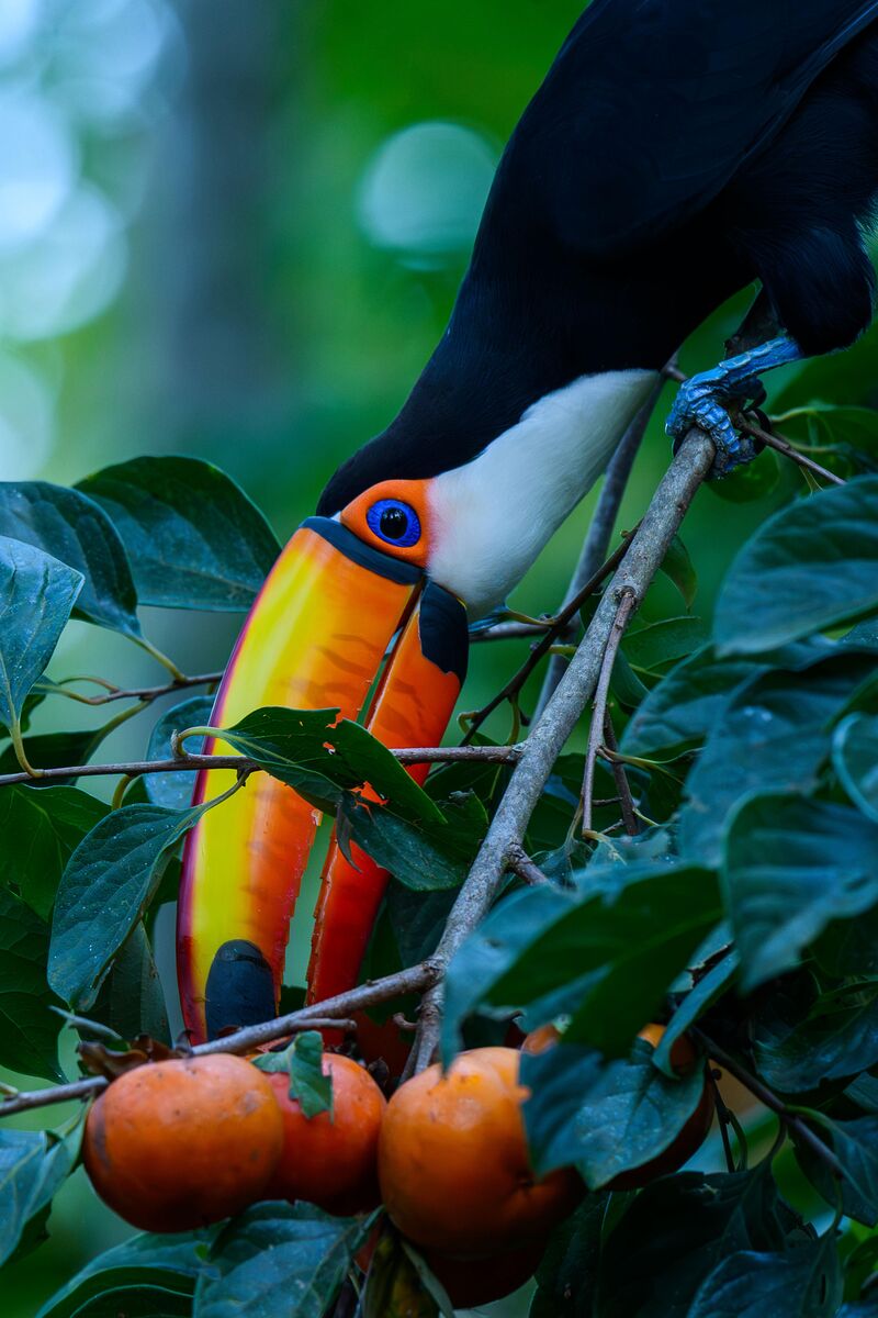 Toucan enjoying some persimmons