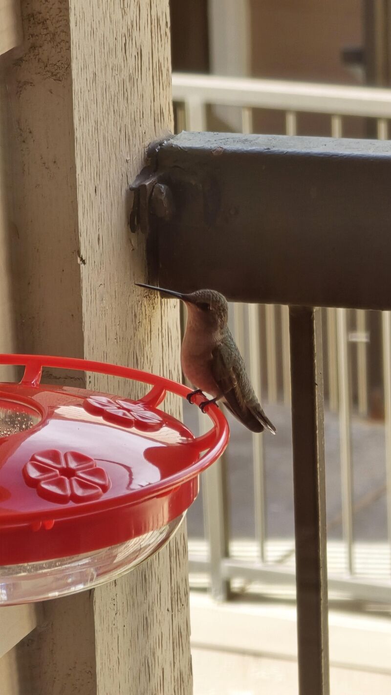 What type of hummingbirds do I have at my feeder in Texoma (North Texas)?