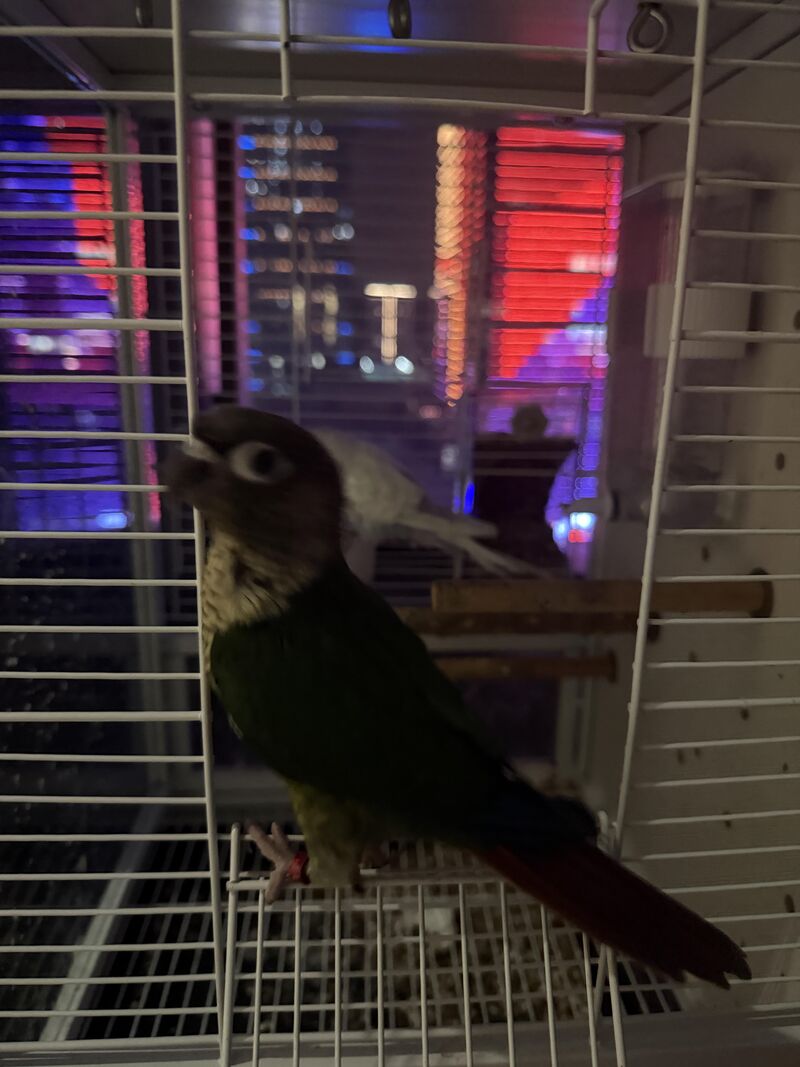 My cute cockatiel 🦜