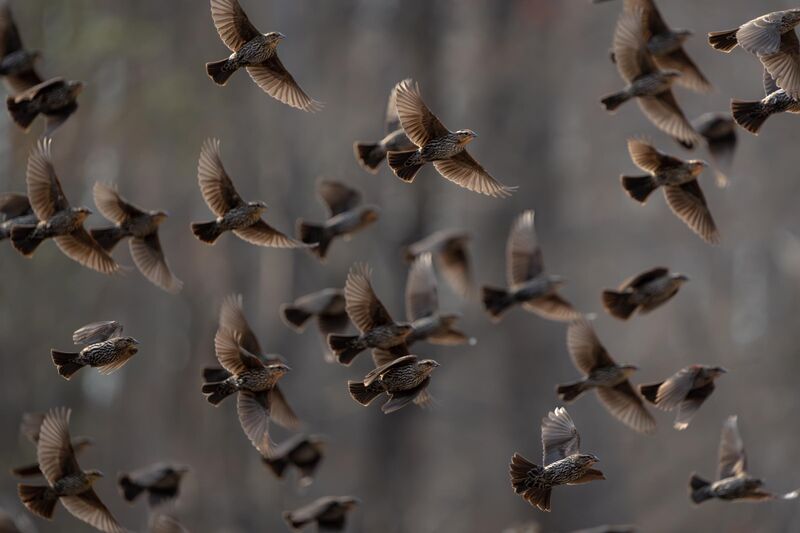 A cloud of Red-winged Blackbirds