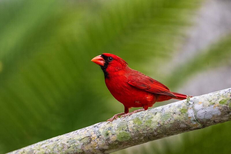 Male Northern Cardinal (Cardinalis cardinalis) at Fairchild Tropical Garden [Miami, FL] in April 2026