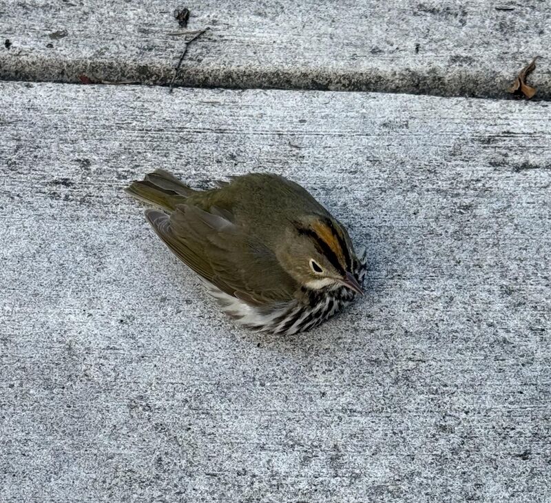 Small Bird, South Florida Area