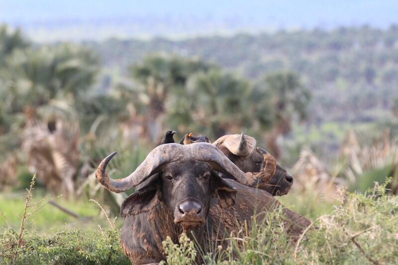 Yellow-billed Oxpecker and Piapiac peeking over a buffalo's horns. Murchison Falls NP, Uganda