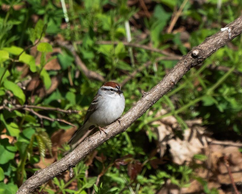 Chipping Sparrow in my backyard (SWPA)