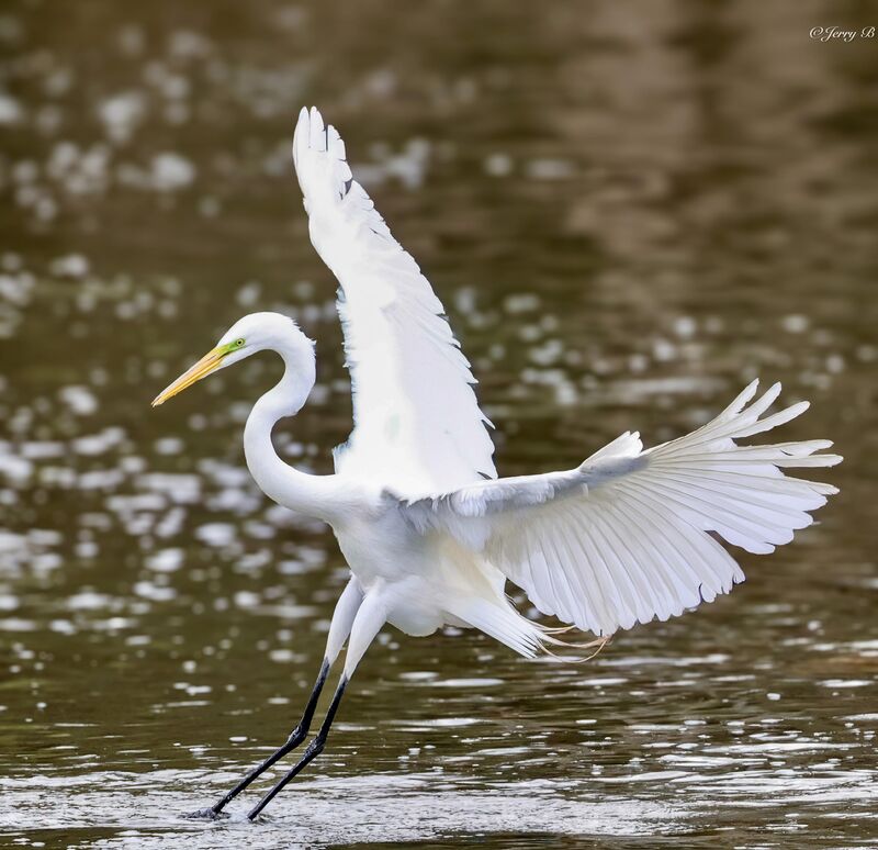 Great Egret. Graceful.