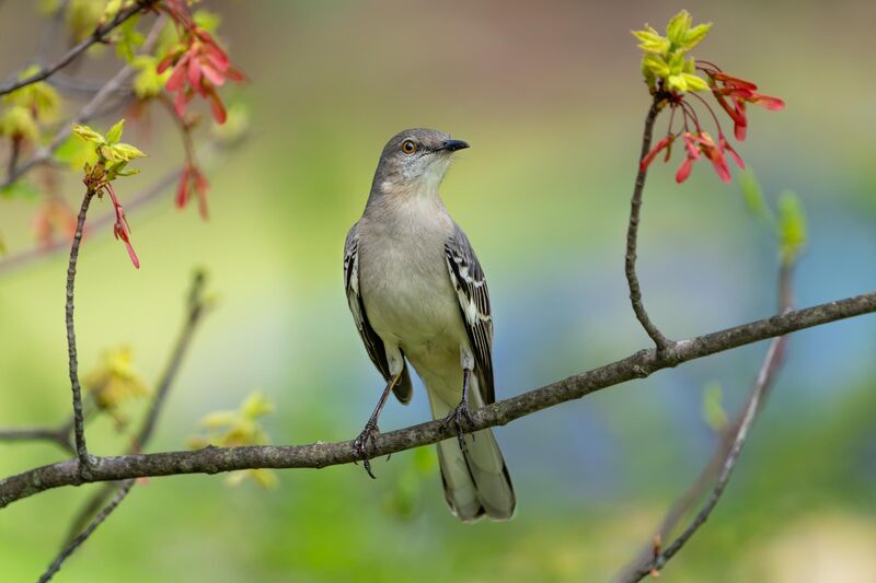 Northern Mockingbird