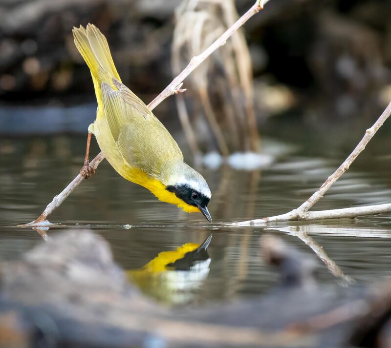 Common Yellowthroat picking bugs off the water