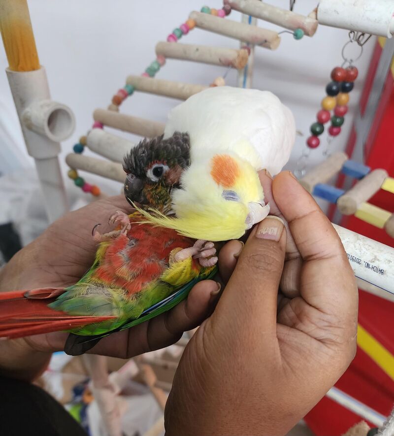The yin and yang of the pet (bird )world — one is chaos, one is calm