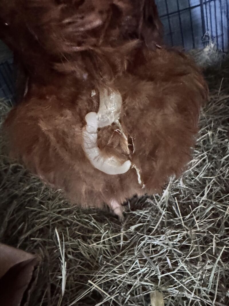 Object Hanging From Vent
