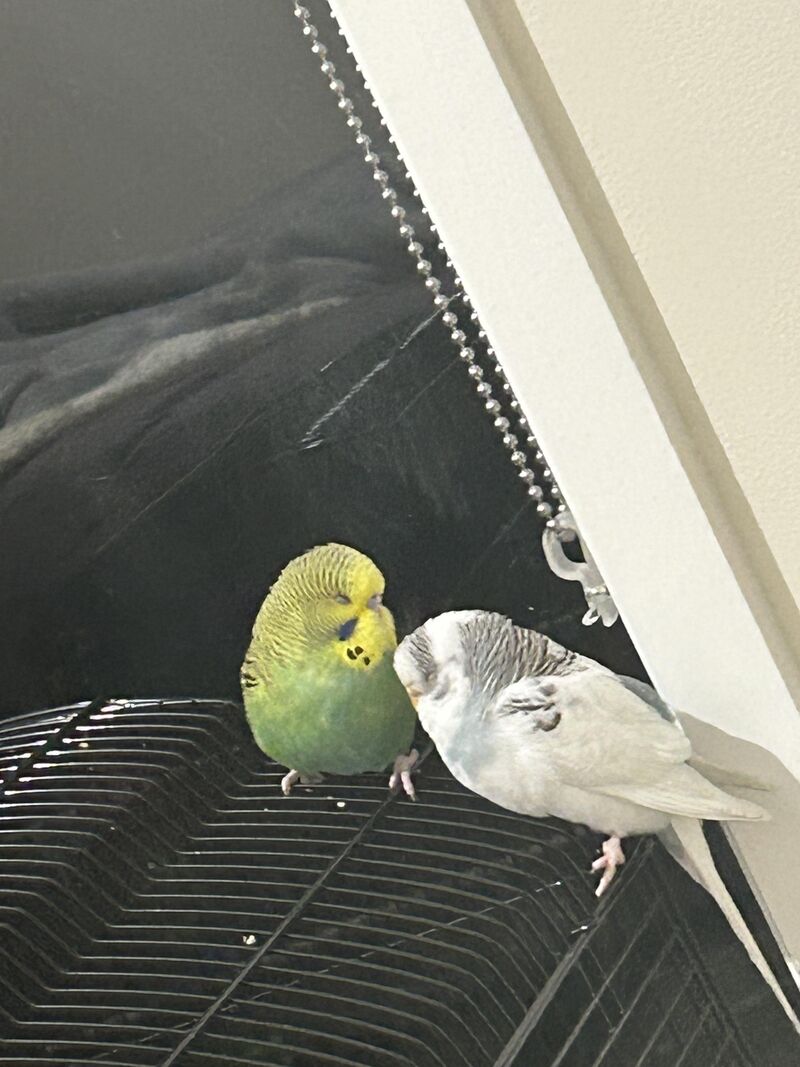 New owner to two budgies