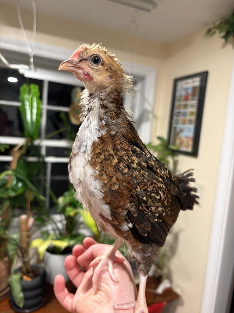 Is our baby speckled Sussex a boy 😭