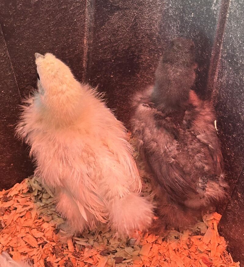 question about baby silkies