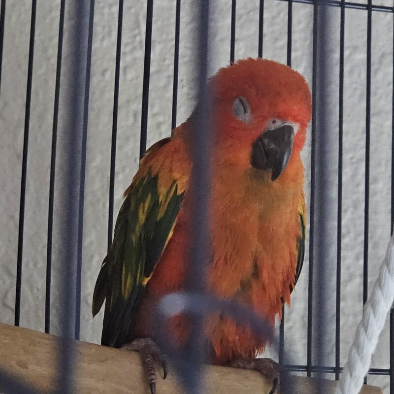 Will my sun conure eventually warm up to me fully?