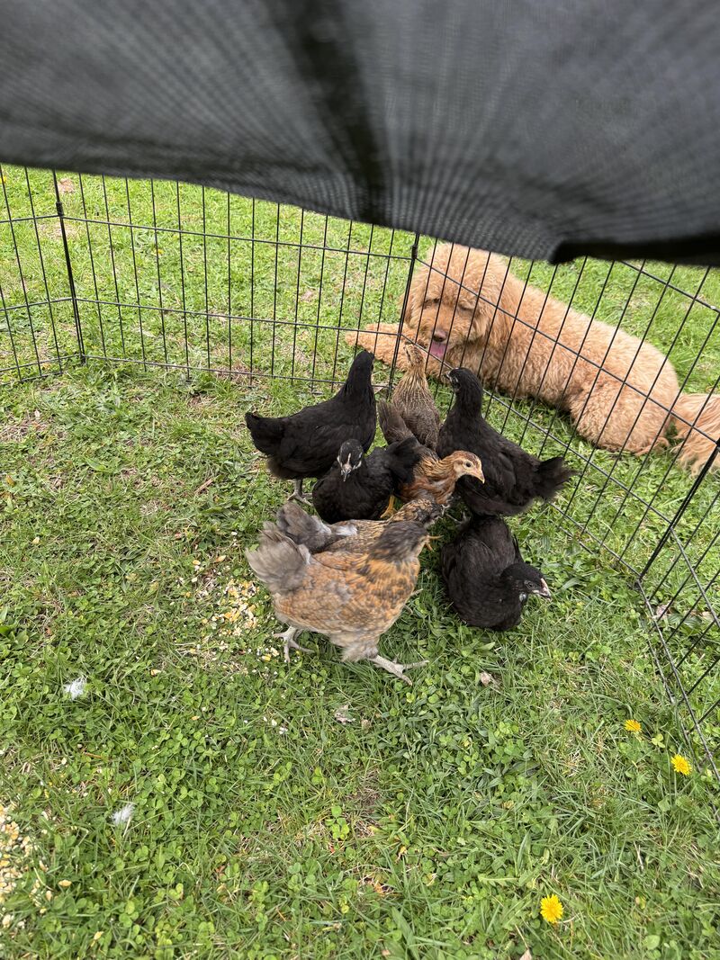 Breed identification