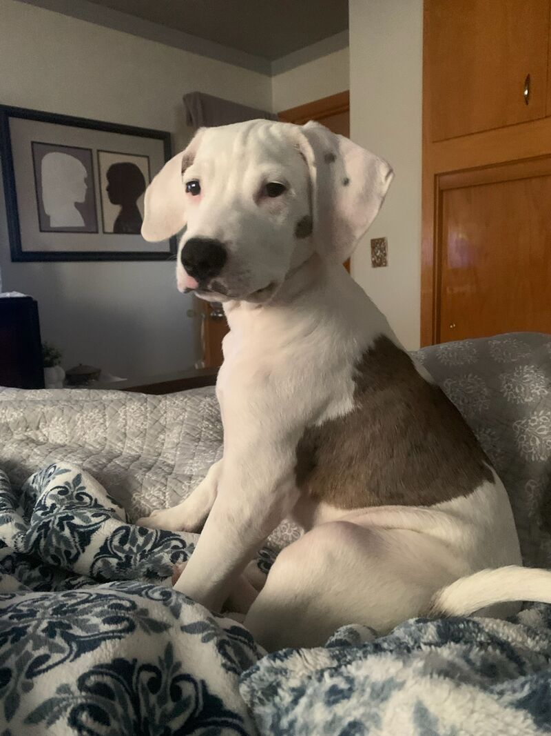 We just adopted this cute little guy!