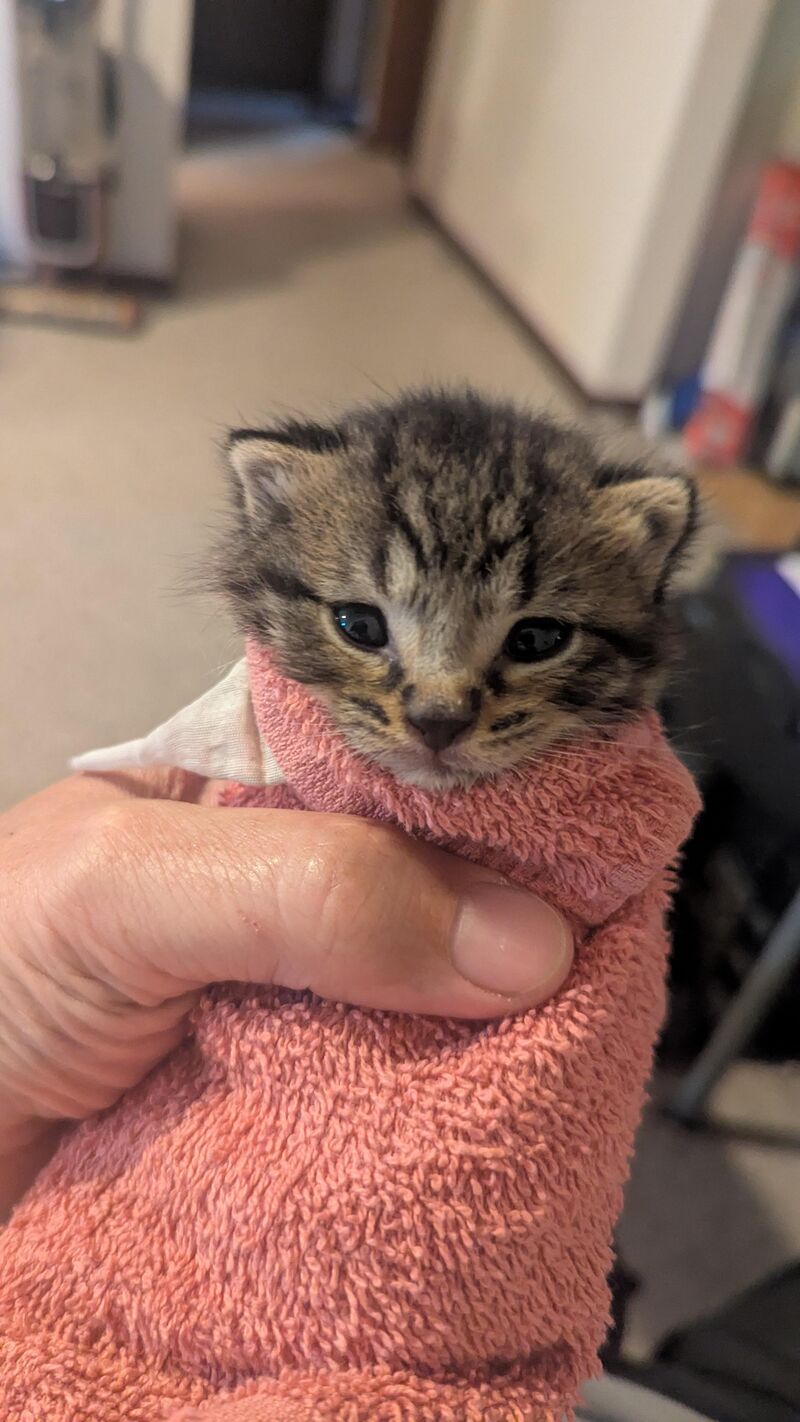 CDS got me for the second time in 6 months, found this guy in a box outside of my wife's workplace.