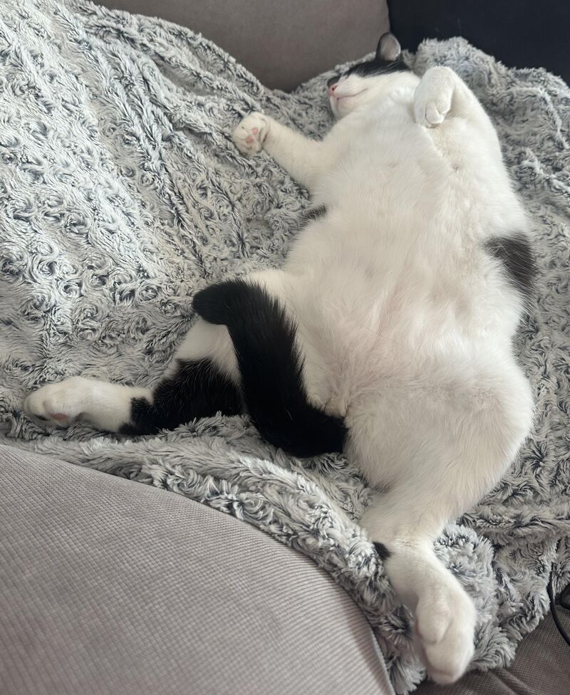 Working from home is going great… my supervisor has been asleep for 3 hours and still expects results.