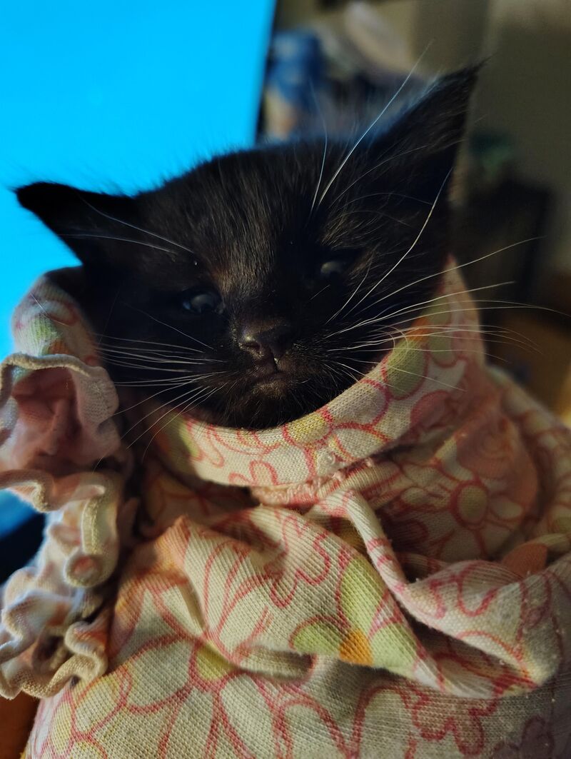 A kitten burrito- he wouldn't stop fighting me while I tried to feed him!
