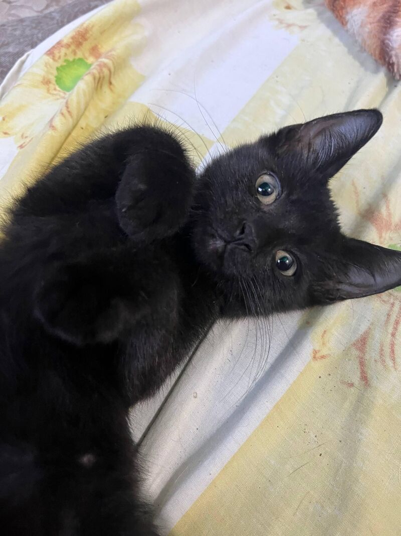 Just look at those little curled paws! ❤️🐾🥺