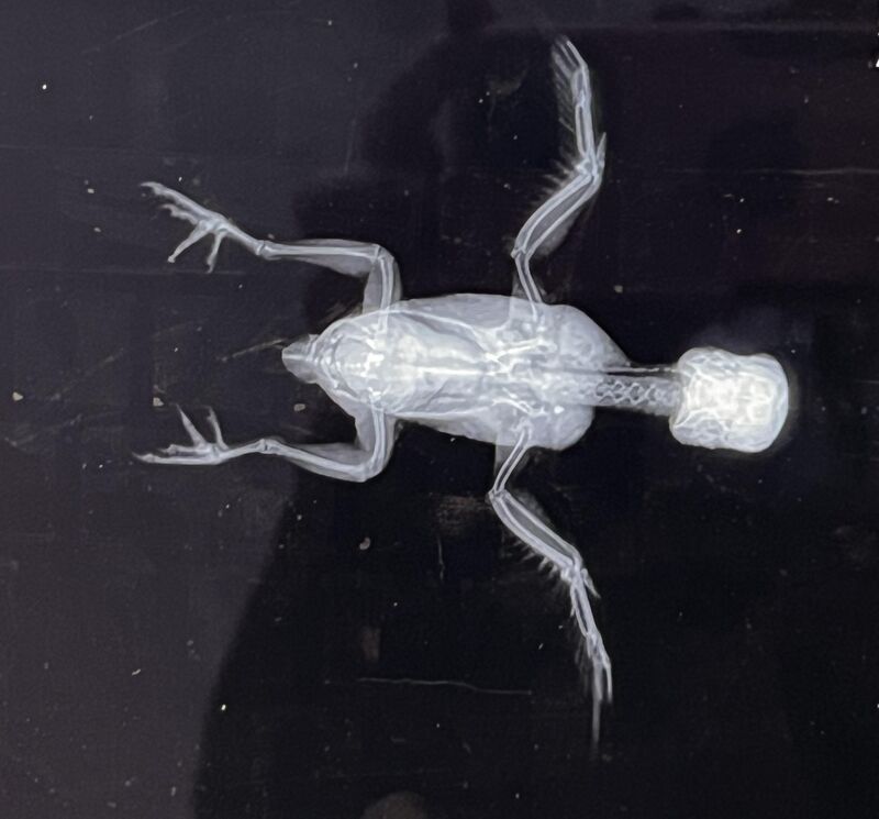 For your viewing pleasure