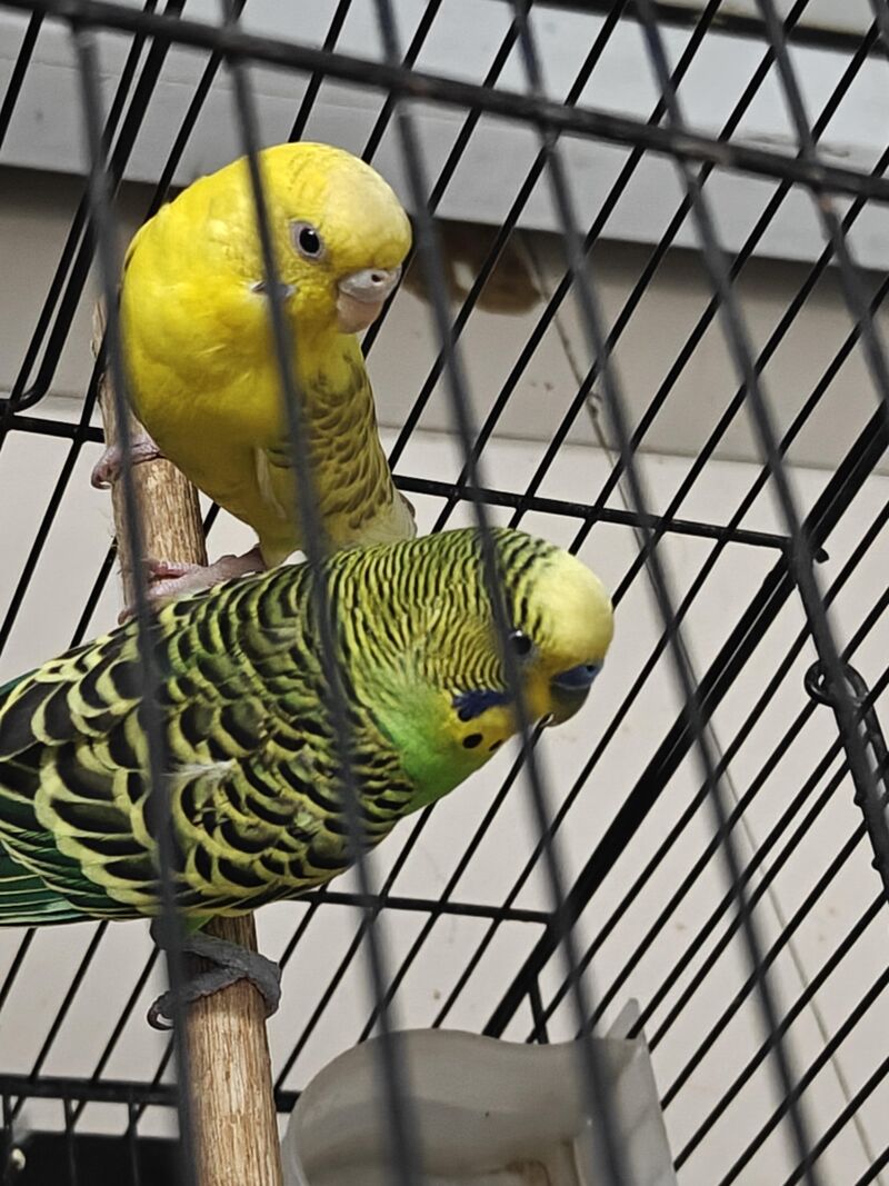 My budgies