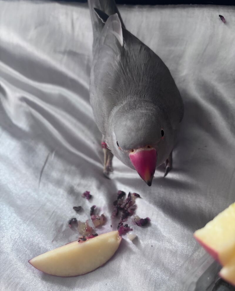 Are grapes ok to give parrots occasionally as a treat?