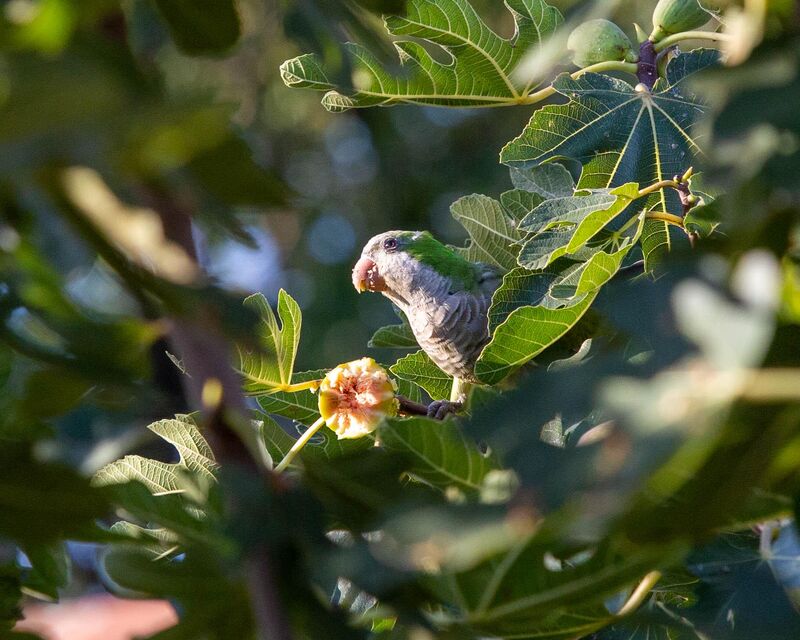 Fig-uratively Speaking, I Think This One is Mine 🦜