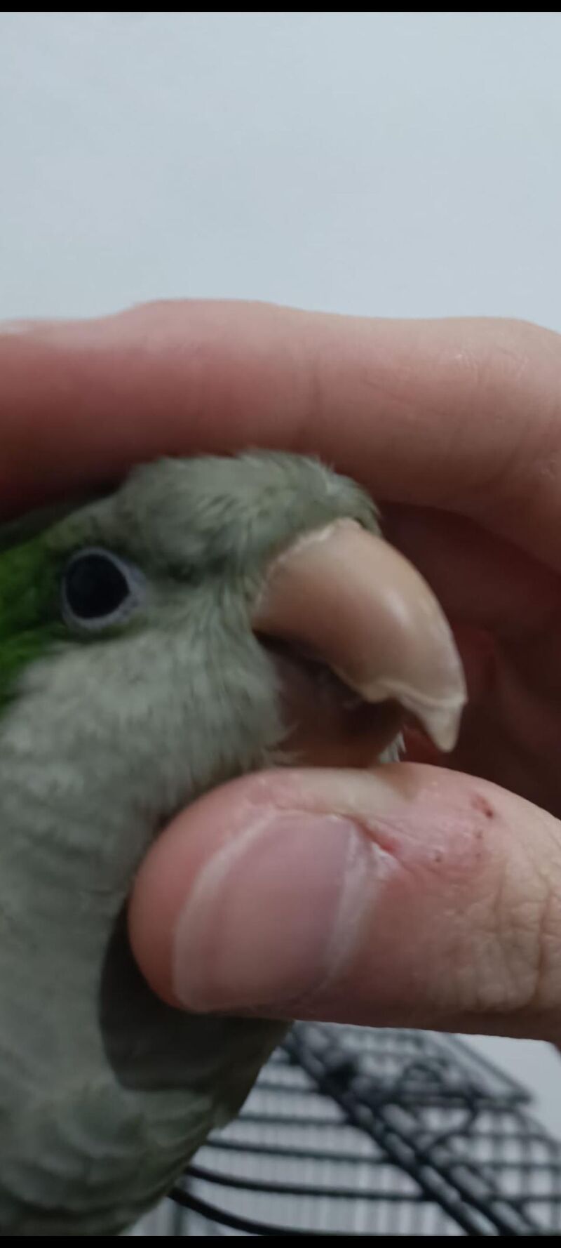 Is my Parrot's beak too long?