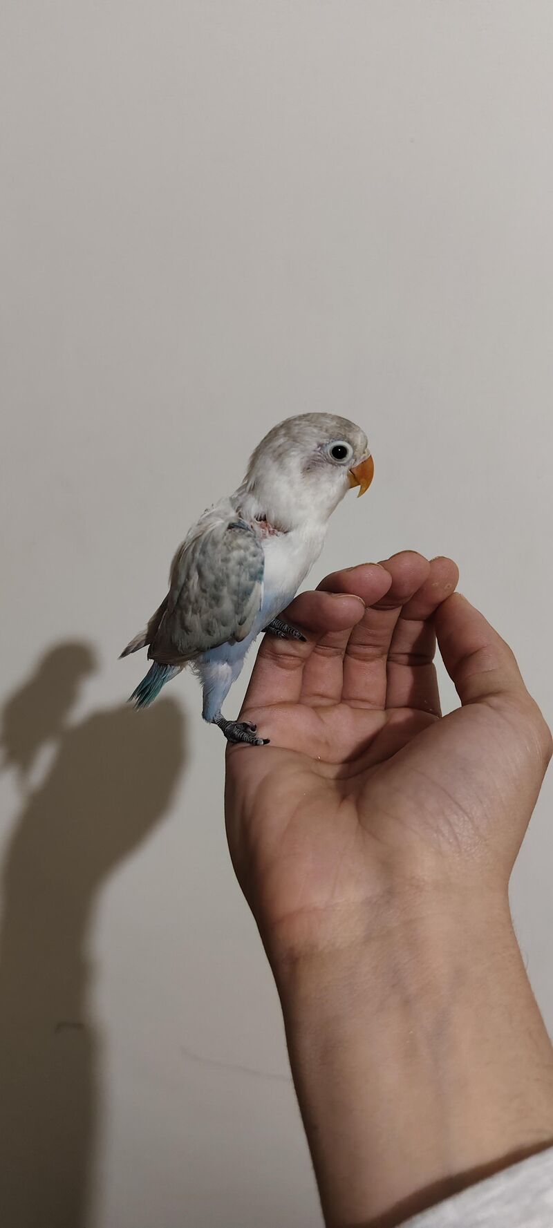 Little lovebird