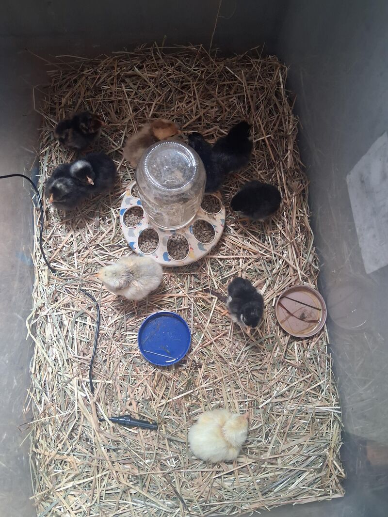 Look what hatched last night