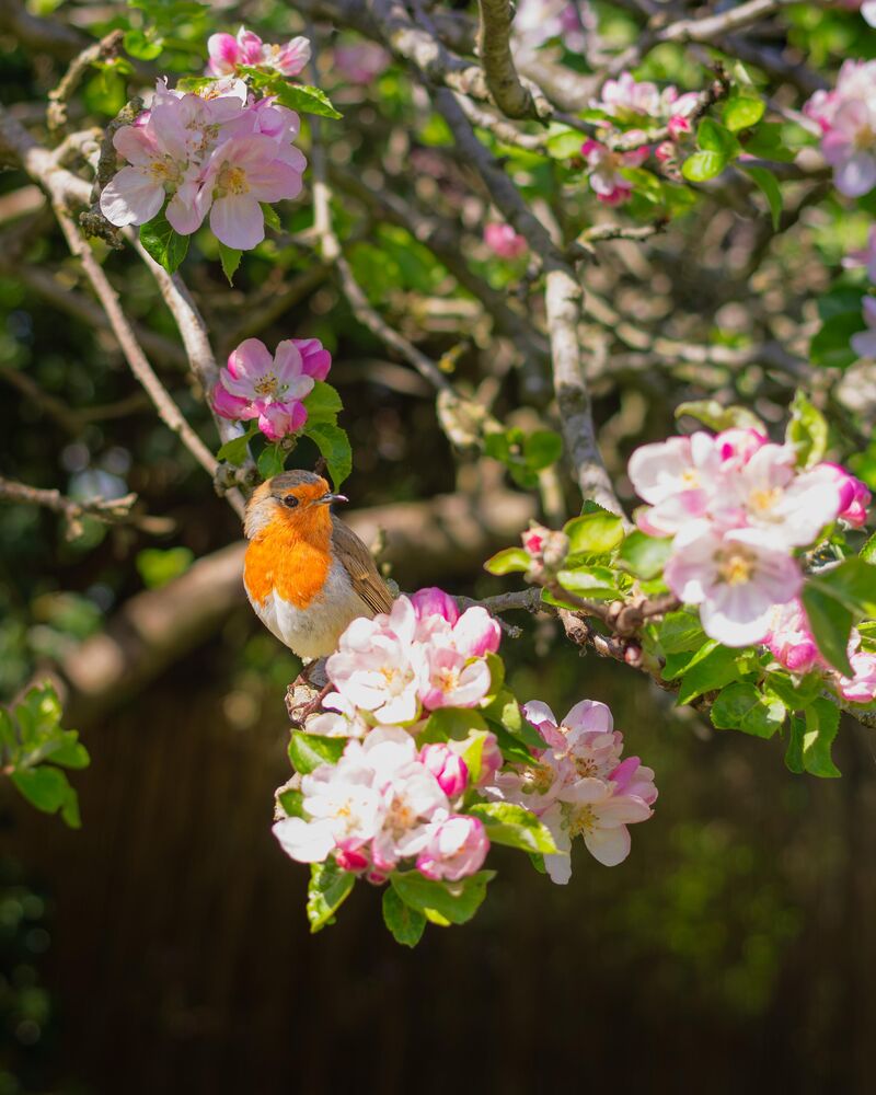 A European Robin Amidst the Crab Apple Blossom