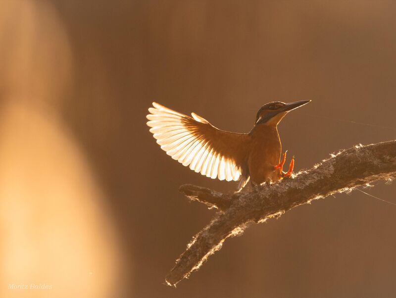 Kingfisher landing during sunset