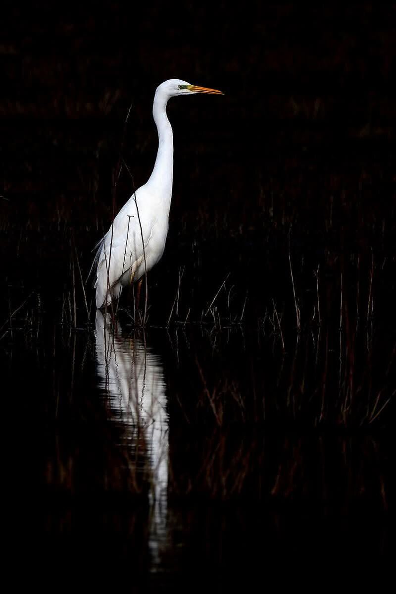 Grande aigrette