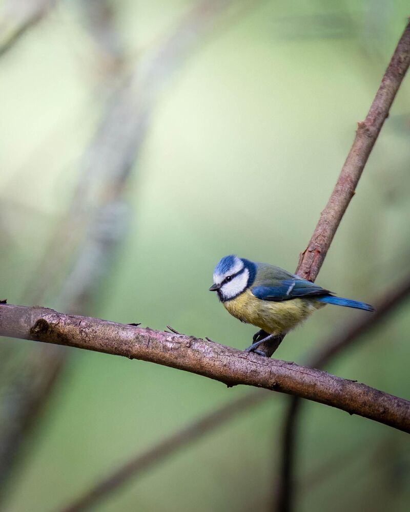 Blue tit