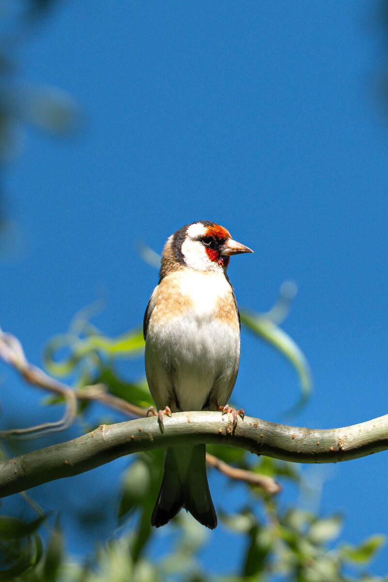 European goldfinch