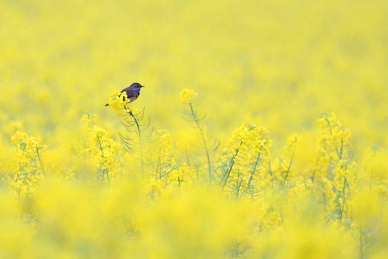 Gorgebleue à miroir (France, dépt 86, 04/26)