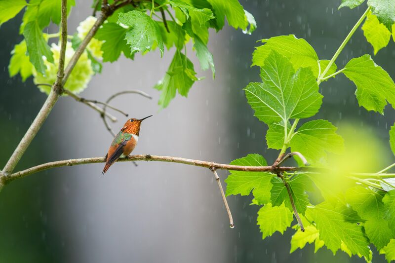 Allen's Hummingbird hiding from the rain
